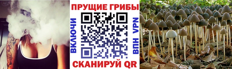 Галлюциногенные грибы Psilocybine cubensis  kraken рабочий сайт  Красавино 
